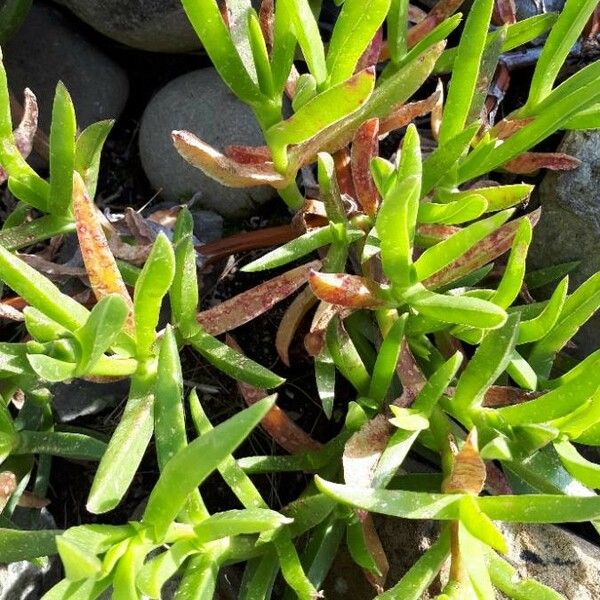 Carpobrotus edulis Blad