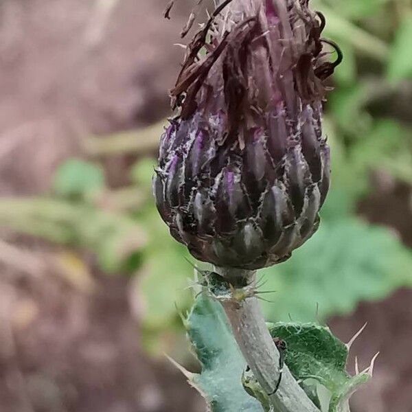 Cirsium arvense Gyümölcs