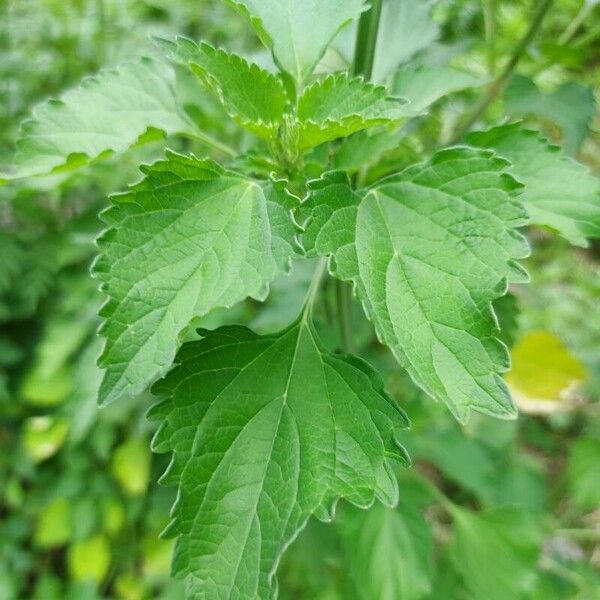 Leonotis nepetifolia Leaf