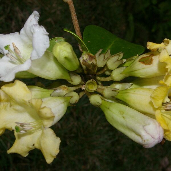 Schultesianthus leucanthus Кветка