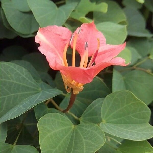 Bauhinia galpinii Flower