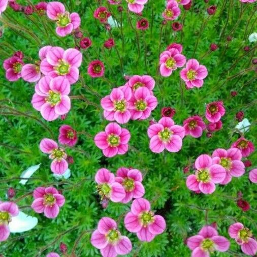 Saxifraga rosacea പുഷ്പം