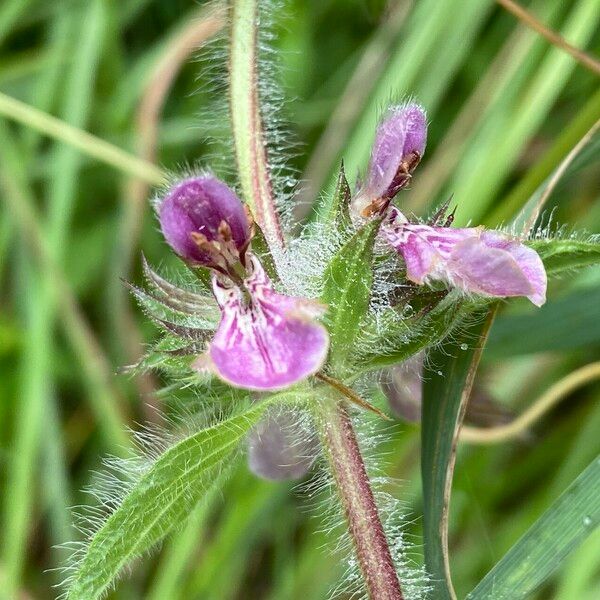 Stachys heraclea Flower