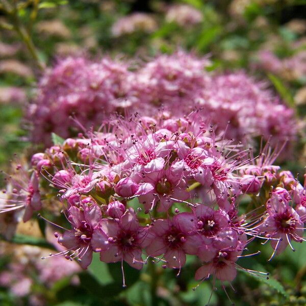 Spiraea japonica 花