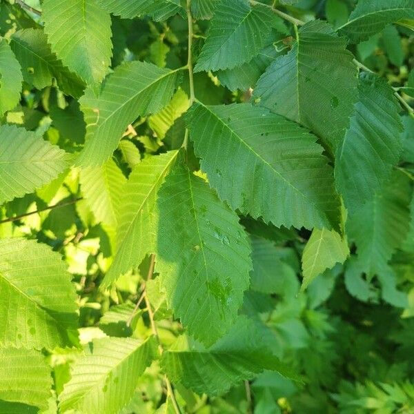 Ulmus americana Hostoa