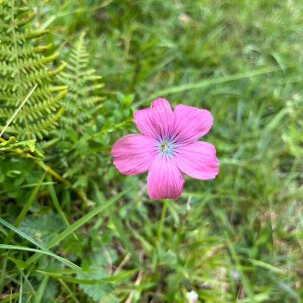 Linum viscosum Květ