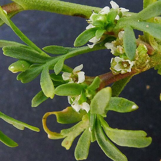 Lepidium squamatum 叶