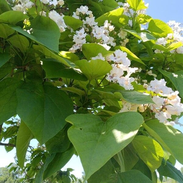 Catalpa speciosa Liść