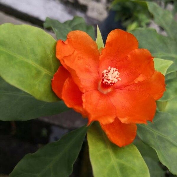 Leuenbergeria bleo Flower