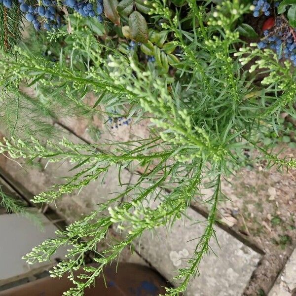 Artemisia dracunculus Žiedas