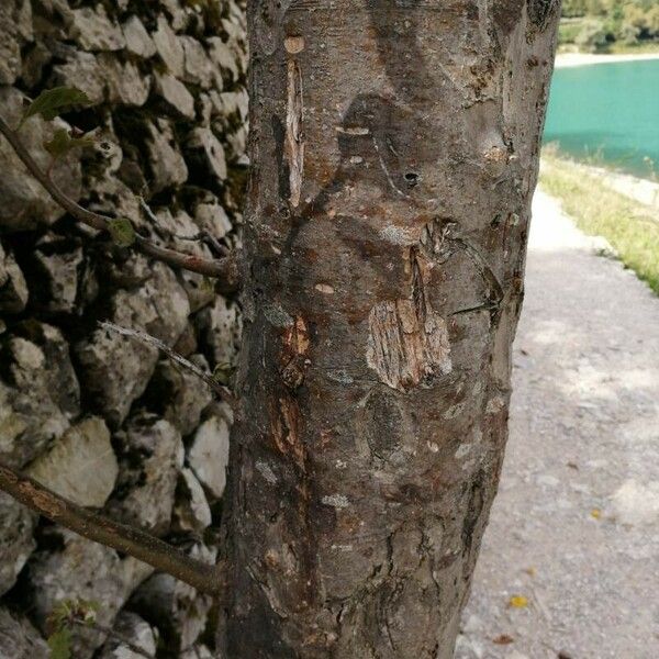 Malus domestica Bark