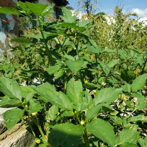 Physalis angulata Blad