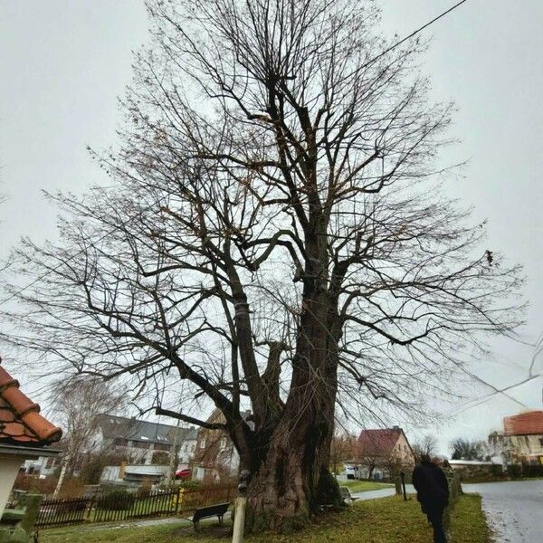 Tilia platyphyllos Habitus