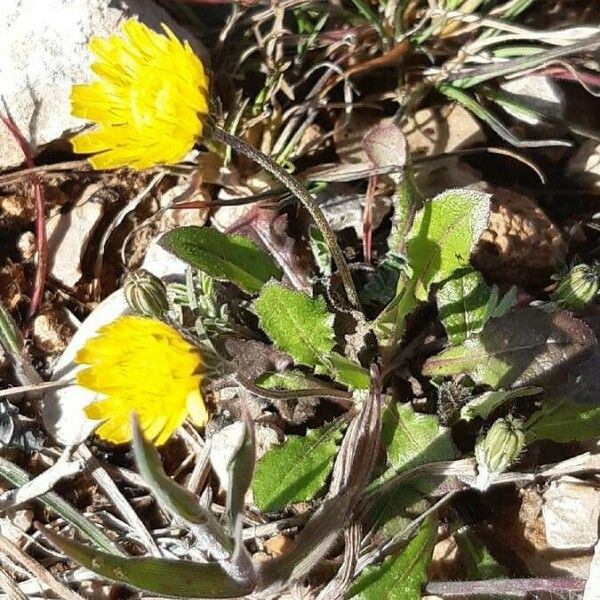 Crepis sancta Habitatea