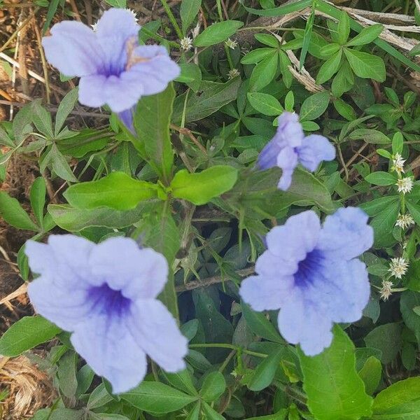 Ruellia tuberosa Blüte