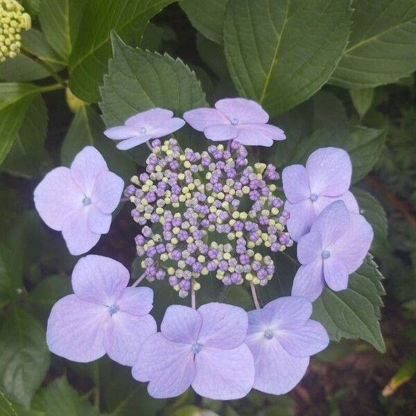 Hydrangea macrophylla Кветка