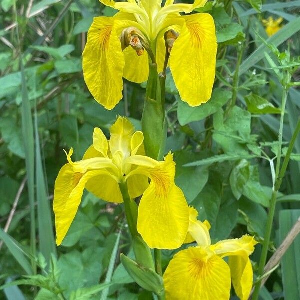 Iris pseudacorus Хабит