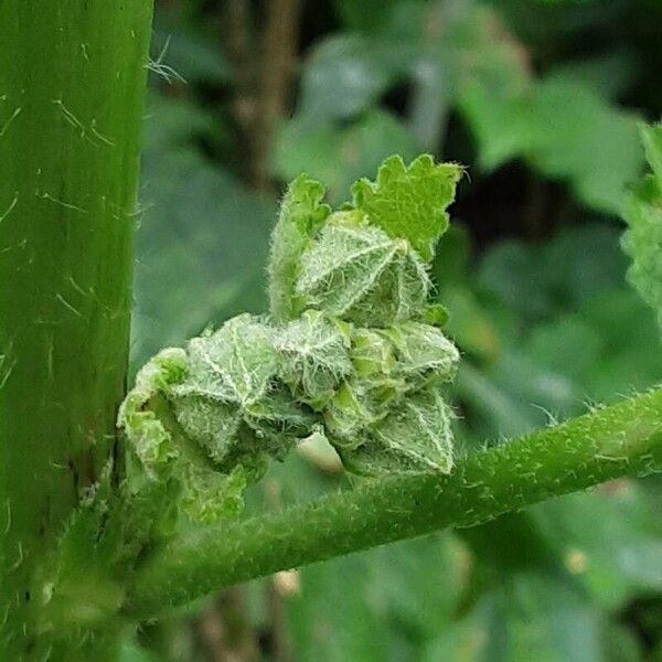 Alcea biennis Blodyn