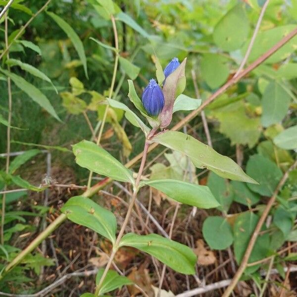 Gentiana andrewsii ফুল