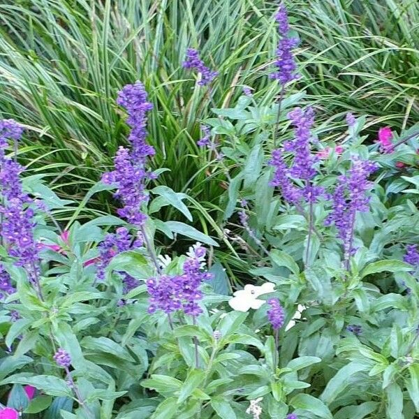 Salvia farinacea Habitus