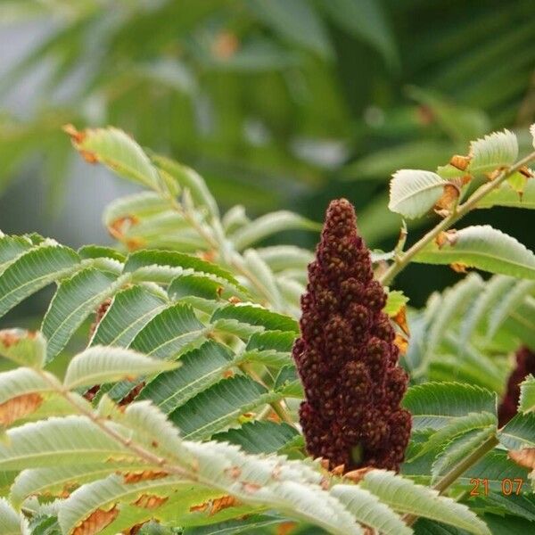 Rhus typhina Frucht