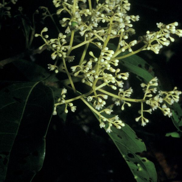 Ocotea cinerea Blodyn