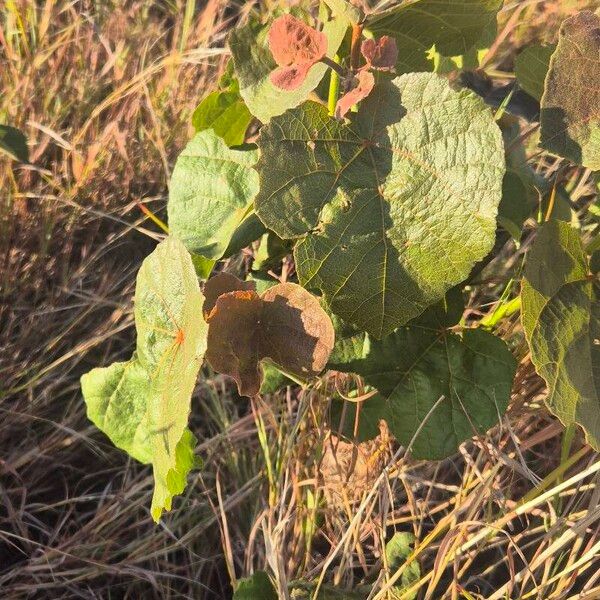 Dombeya rotundifolia Lapas