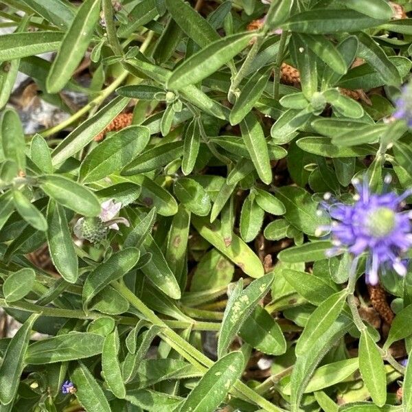 Veronica spicata Blatt