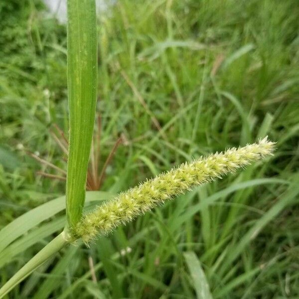 Setaria verticillata Květ