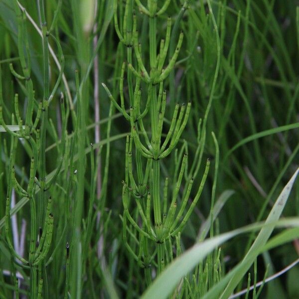 Equisetum palustre List