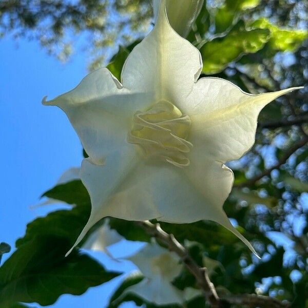 Brugmansia × candida Virág