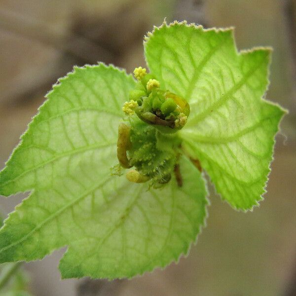 Dalechampia scandens Flower