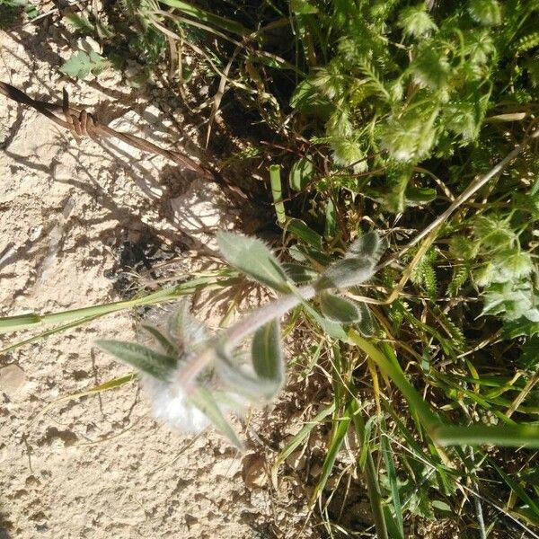 Onosma frutescens Blad