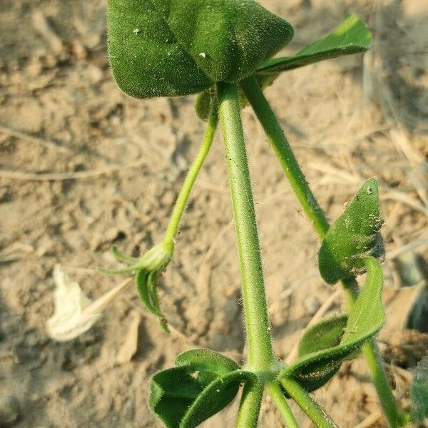 Petunia axillaris Casca