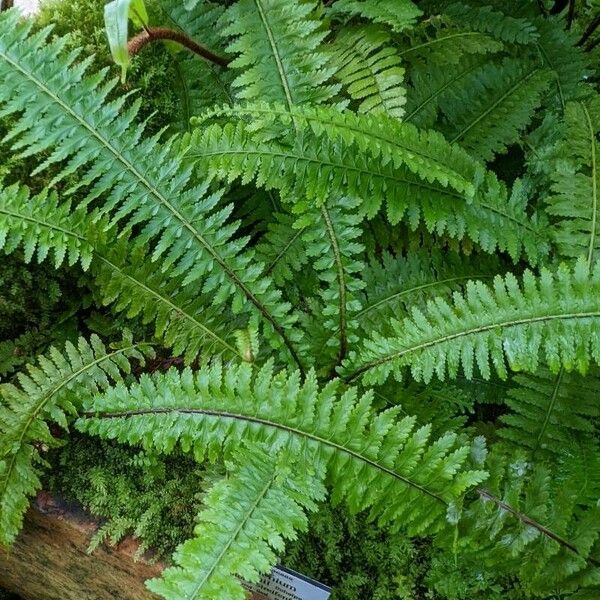 Asplenium boltonii Leaf