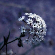 Abronia fragrans Květ