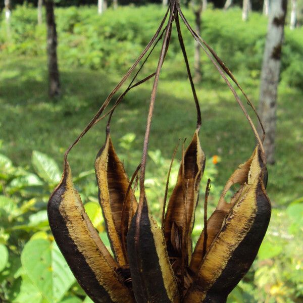 Aristolochia ringens Fruit