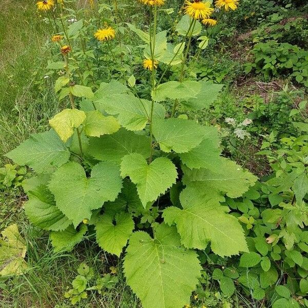 Telekia speciosa Vivejo