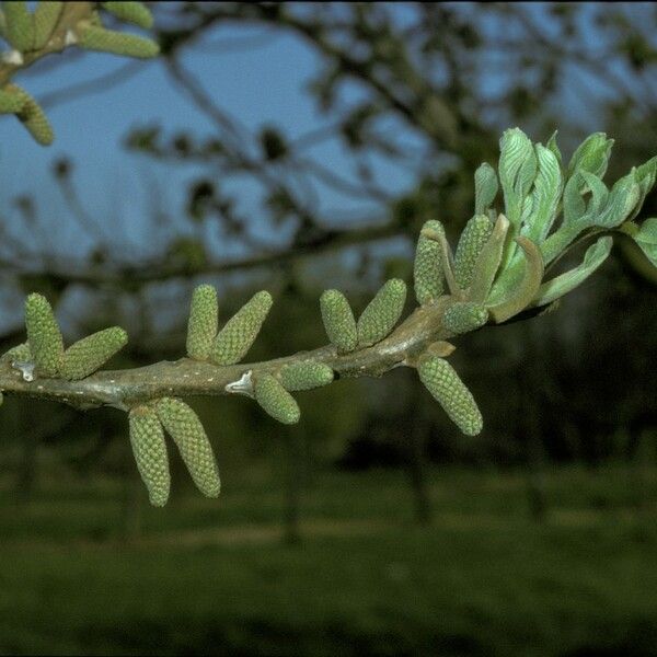 Juglans cinerea 花