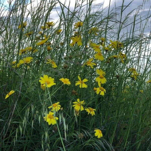 Coreopsis lanceolata Habit