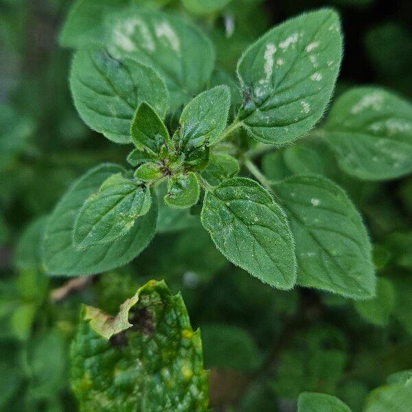 Origanum vulgare 叶