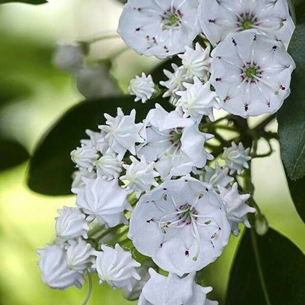 Kalmia latifolia Flor