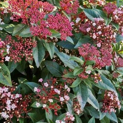 Viburnum tinus Blüte