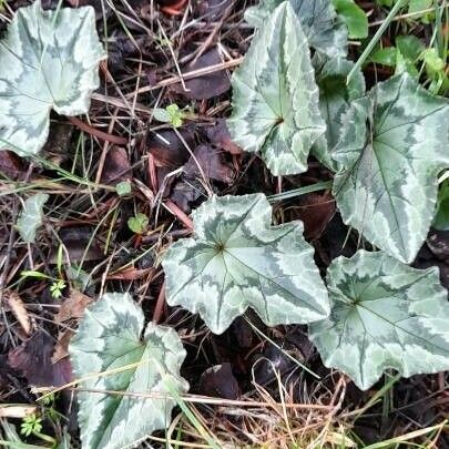 Cyclamen hederifolium Лист