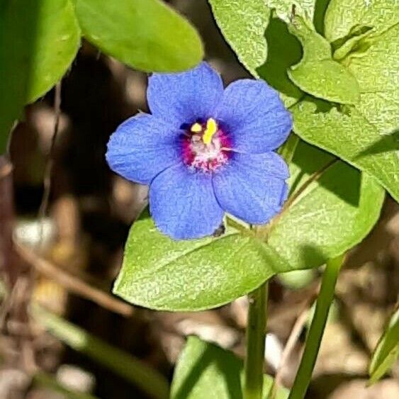 Lysimachia foemina Flower