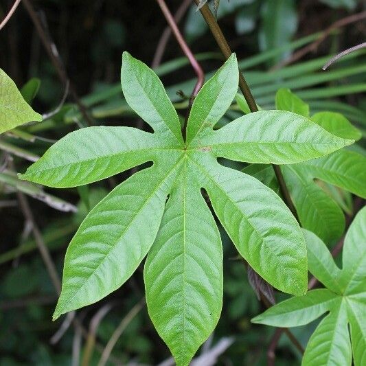 Merremia tuberosa 叶