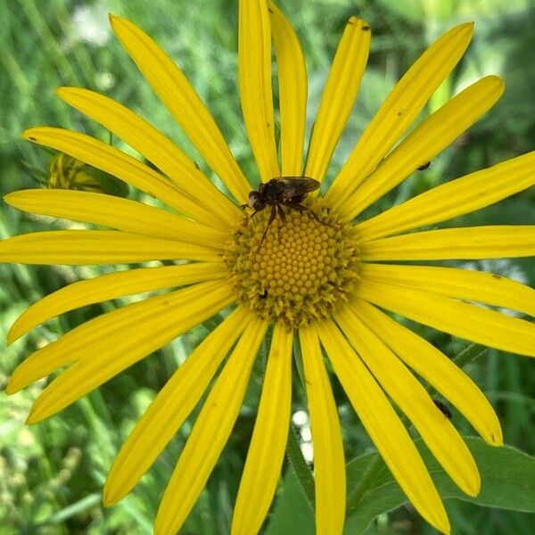 Doronicum austriacum പുഷ്പം