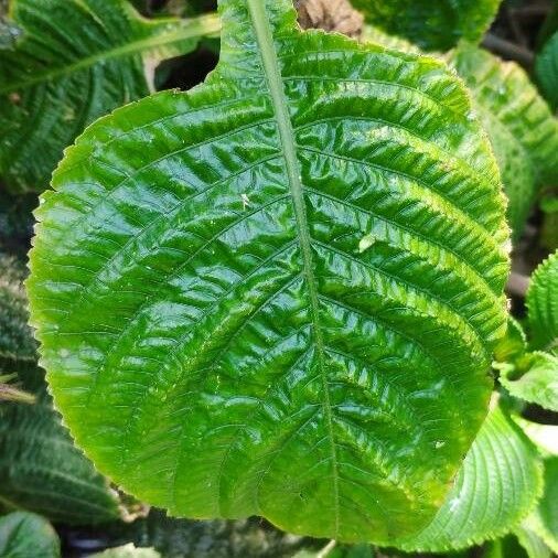 Brillantaisia cicatricosa Leaf