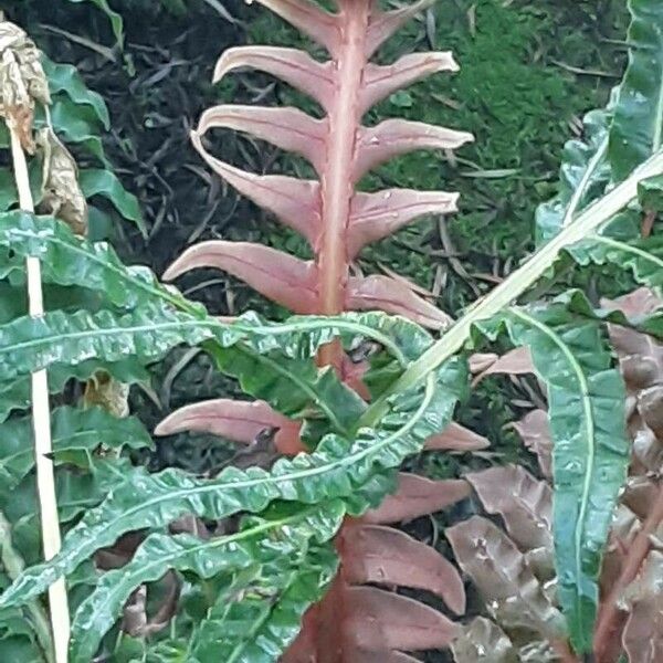 Blechnum brasiliense Leaf