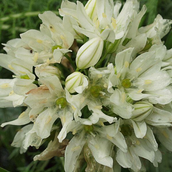 Triteleia hyacinthina Fiore